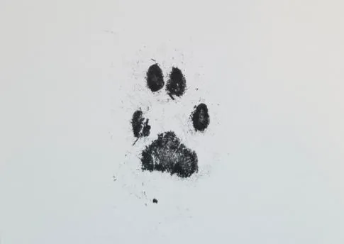 Ink-paws