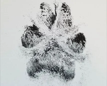 ink-paws-3-e1707237882287