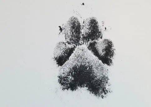 ink-paws-4