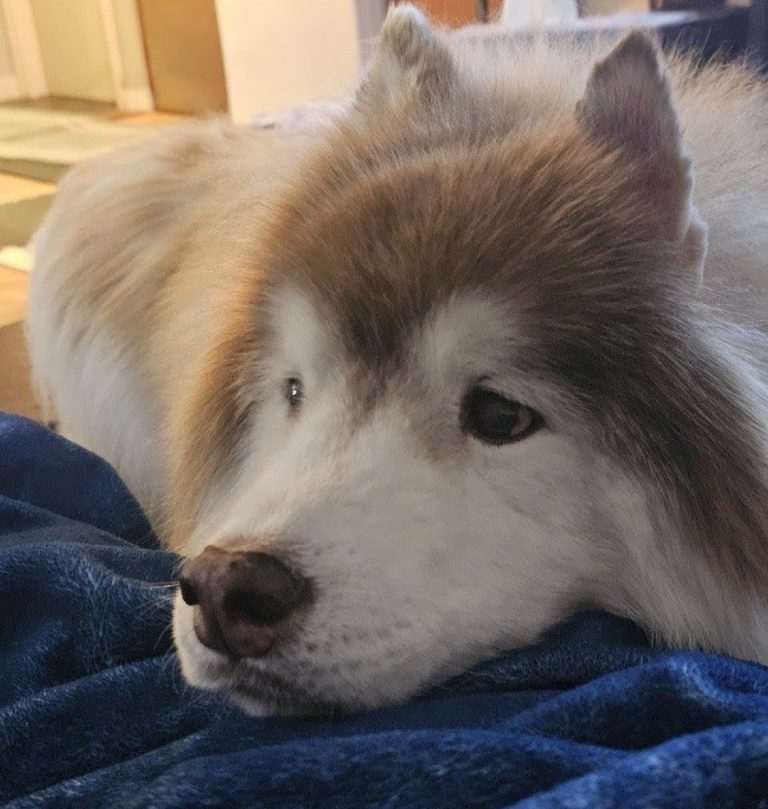 Ari