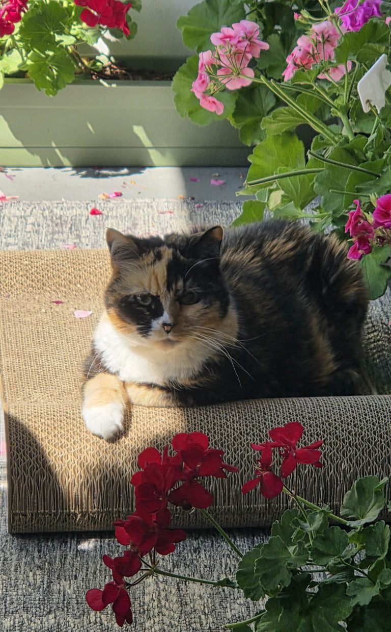 Bella