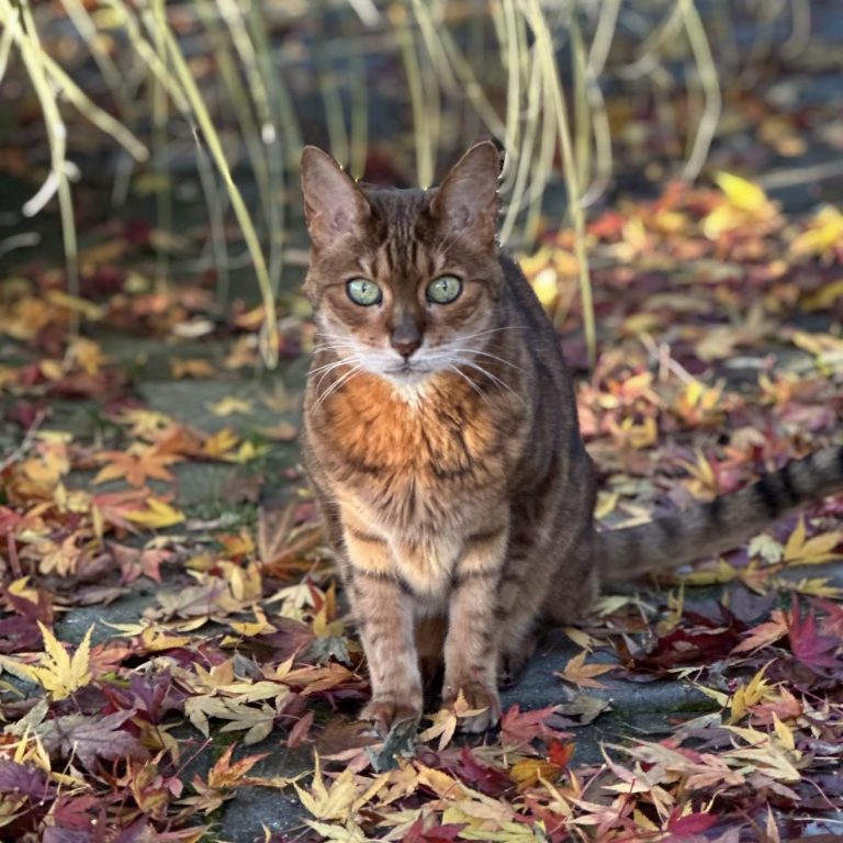 Mia