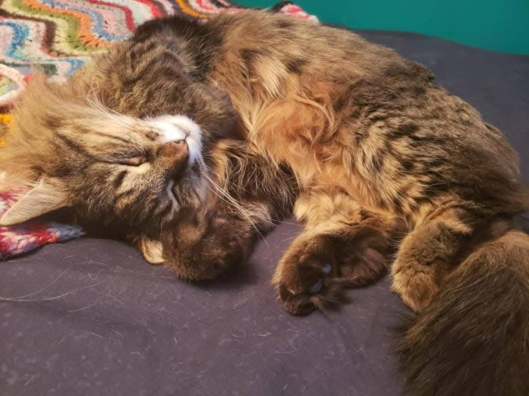 Mochi