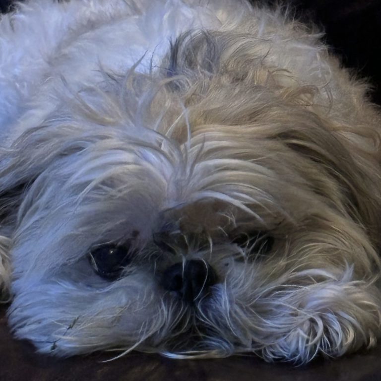 bella
