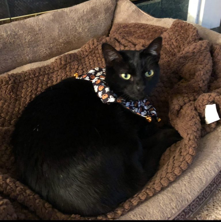 gracie