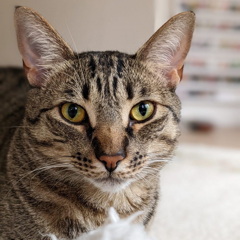 jango