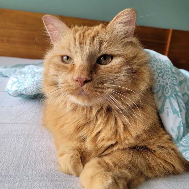 leo