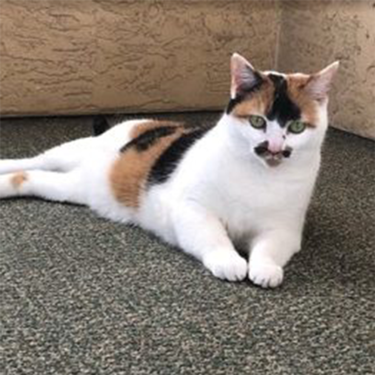 pheobe