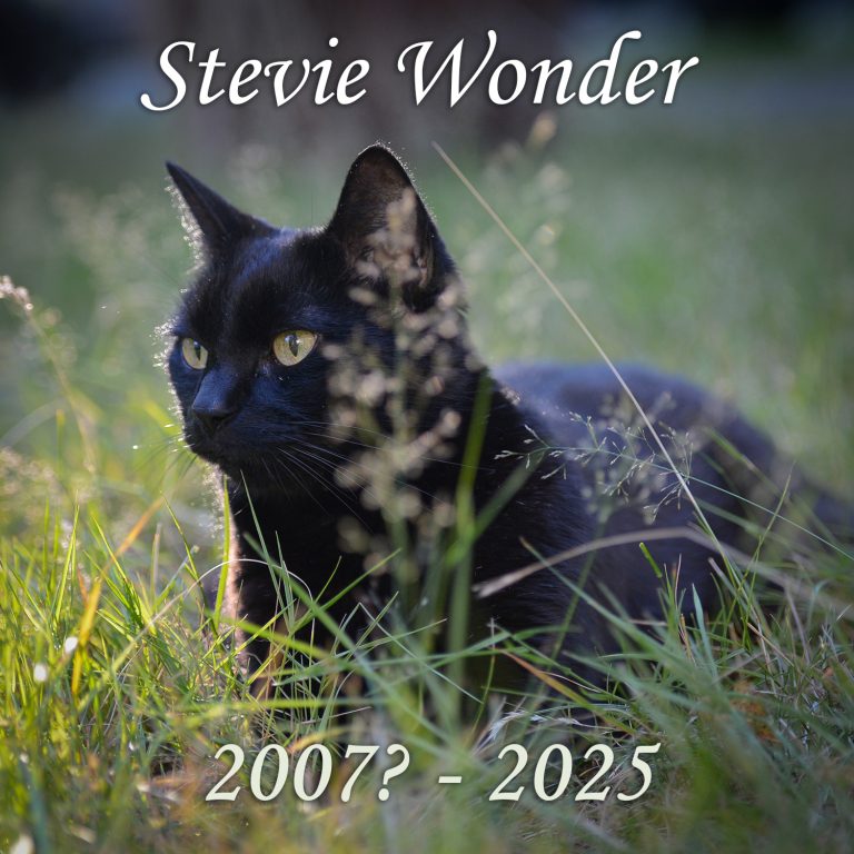 stevie1